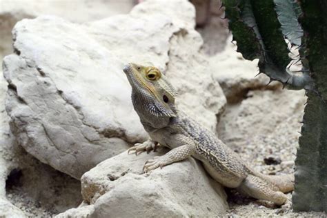 Agama vousatá: Průvodce chovem ještěrky